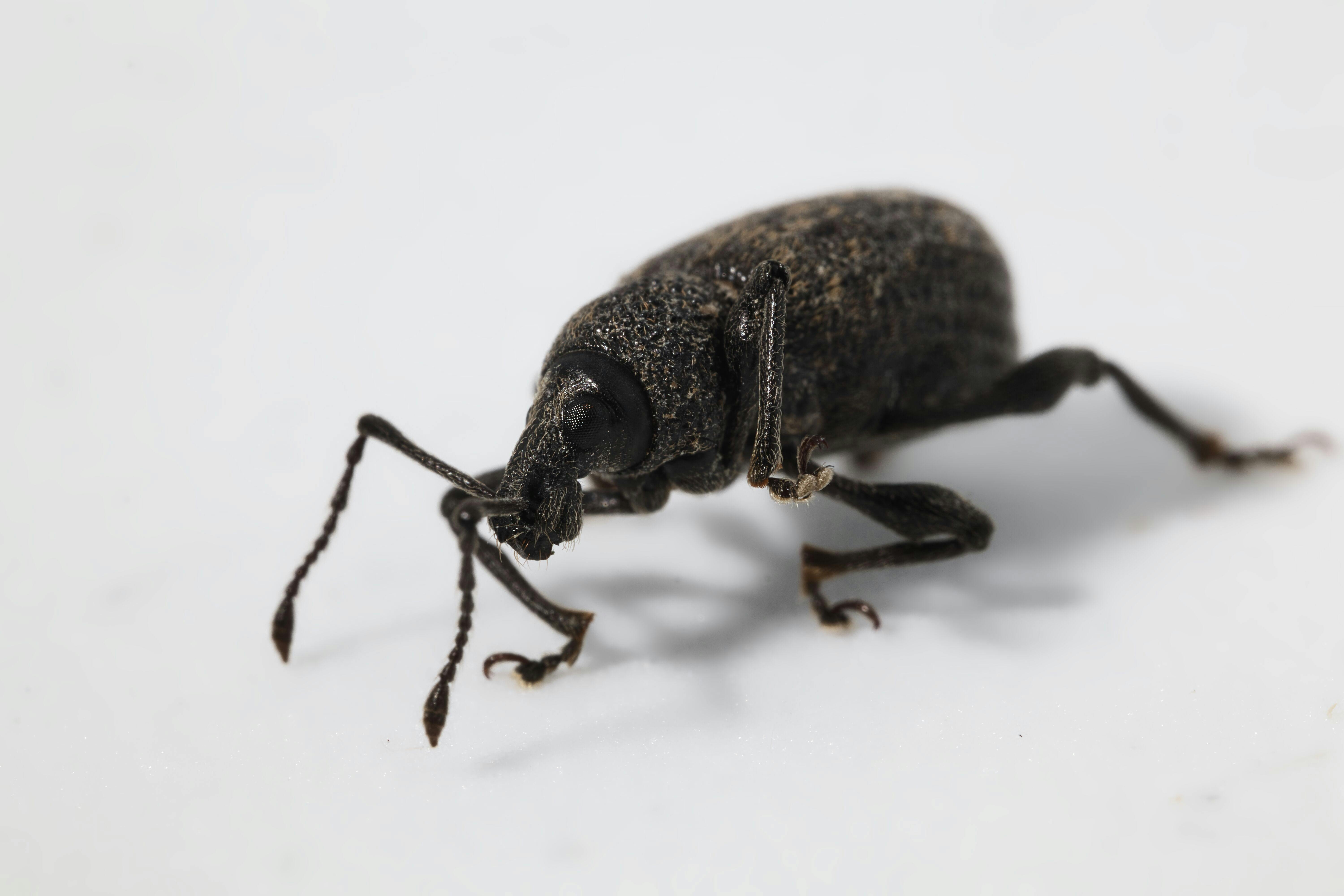 Detailed macro shot of a vine weevil highlighting its texture and features against a plain background.