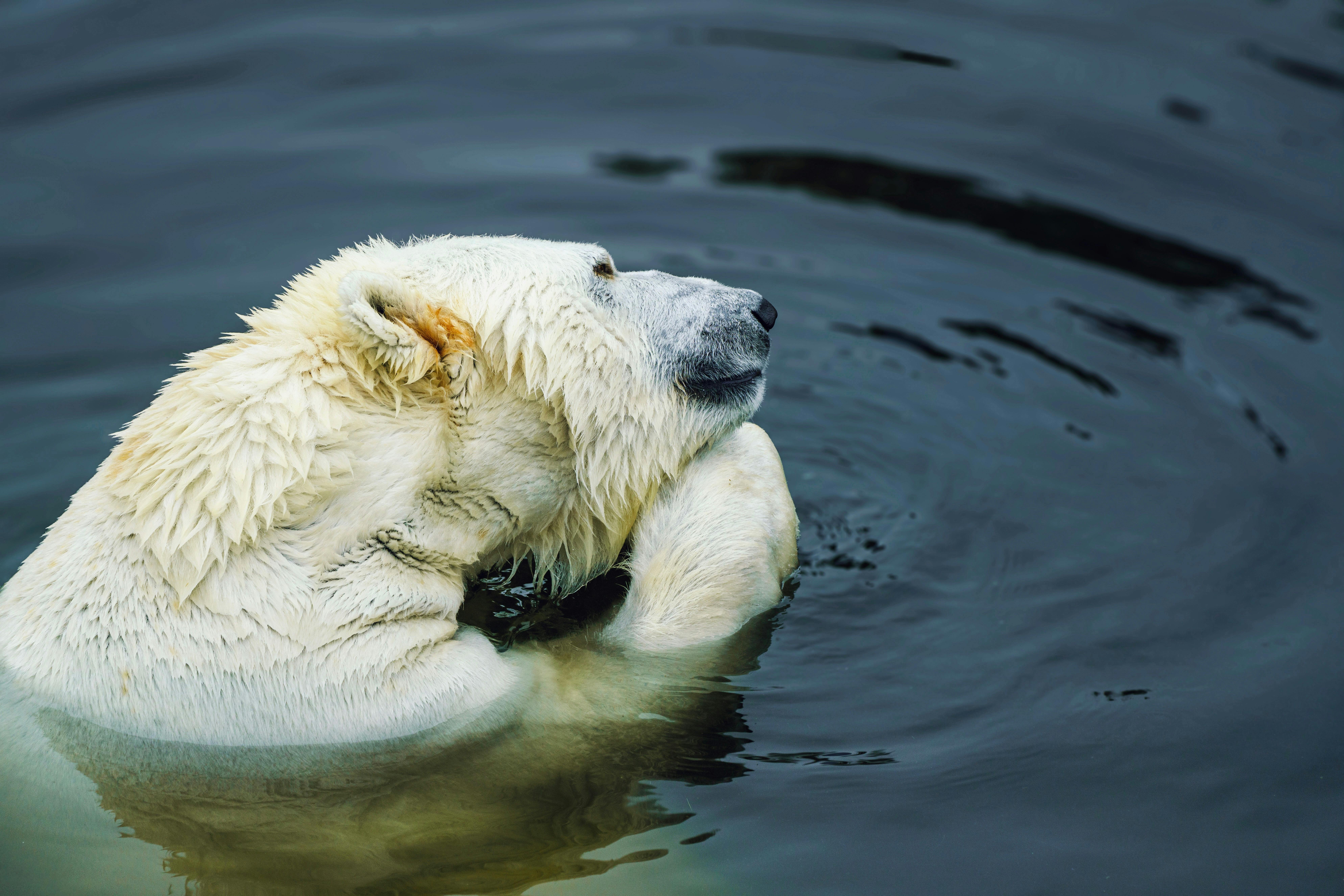 A polar bear peacefully floating in cold, tranquil waters. Wildlife photography captures the essence of the Arctic.