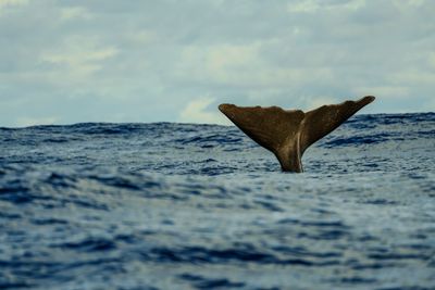 Sperm Whales Have Regional Dialects