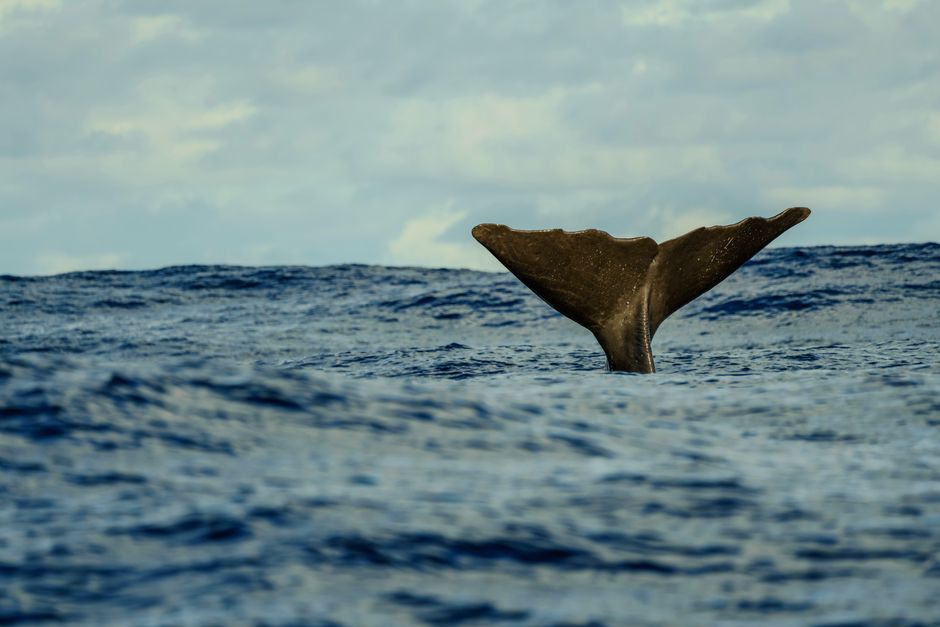 A majestic whale tail slipping silently into the calm Pacific waters - san diego whale watching packages A majestic whale tail slipping silently into the calm Pacific waters - san diego whale watching packages
