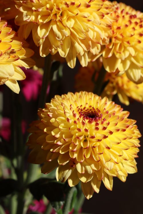 Free Detailed close-up of yellow chrysanthemums in full bloom, highlighting their vibrant colors and intricate petals. Stock Photo