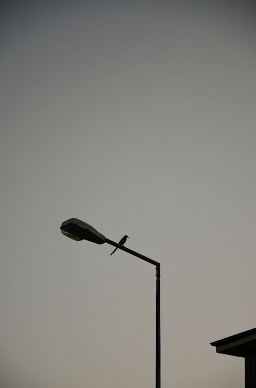 Free stock photo of bird, flying bird, lamp post