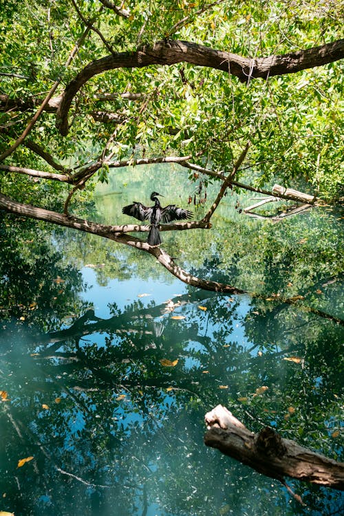 Immagine gratuita di acqua, albero, autunno