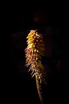 在黑暗背景下，色彩缤纷的芦荟花绽放的特写镜头形成了戏剧性的对比