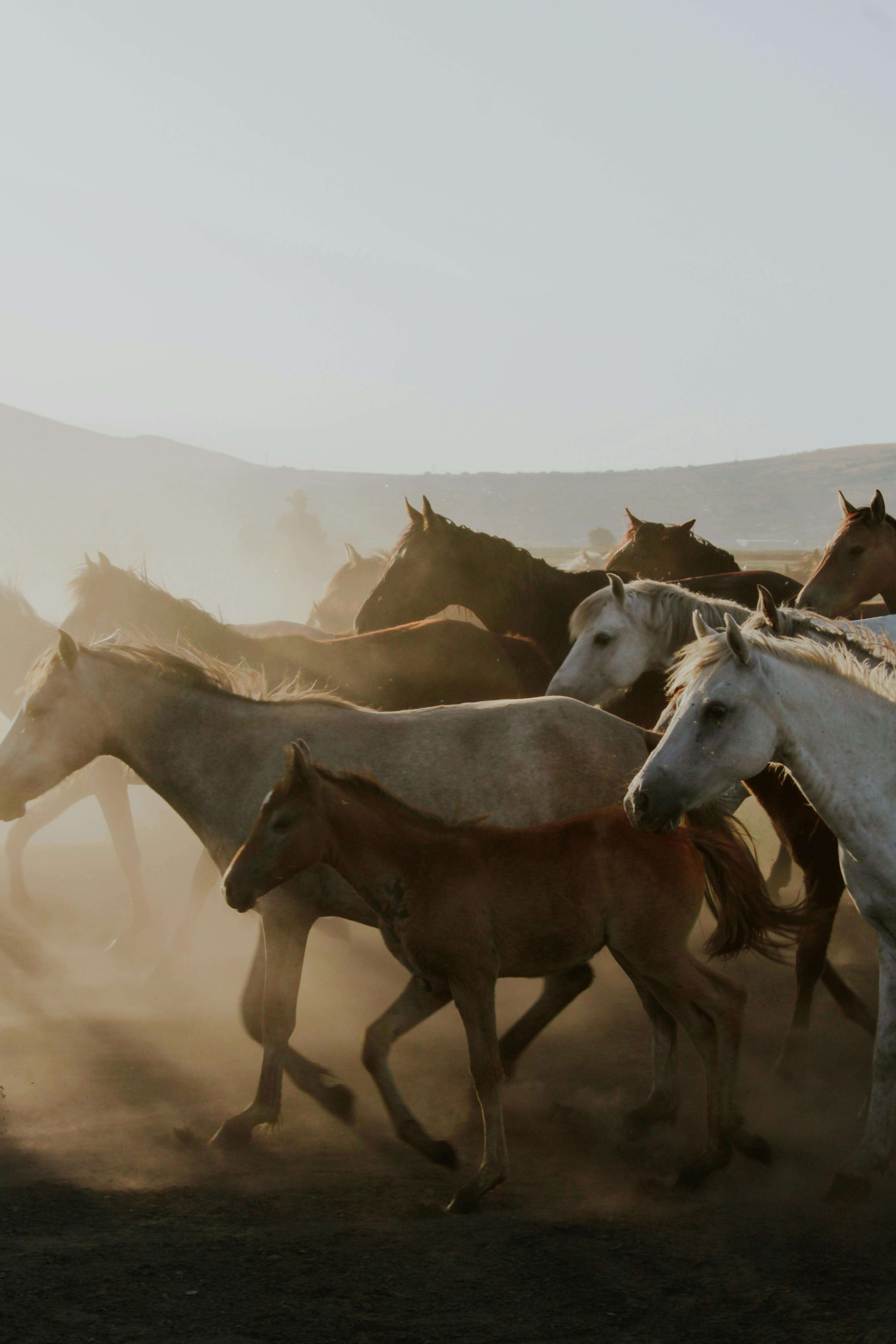 Captivating image of wild horses galloping through a dusty field at sunset, showcasing their freedom and energy.