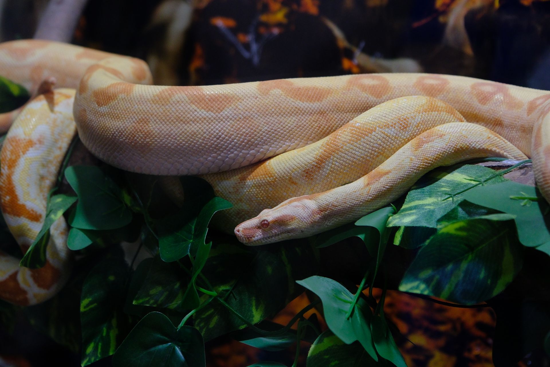 Boa Snake in Nature