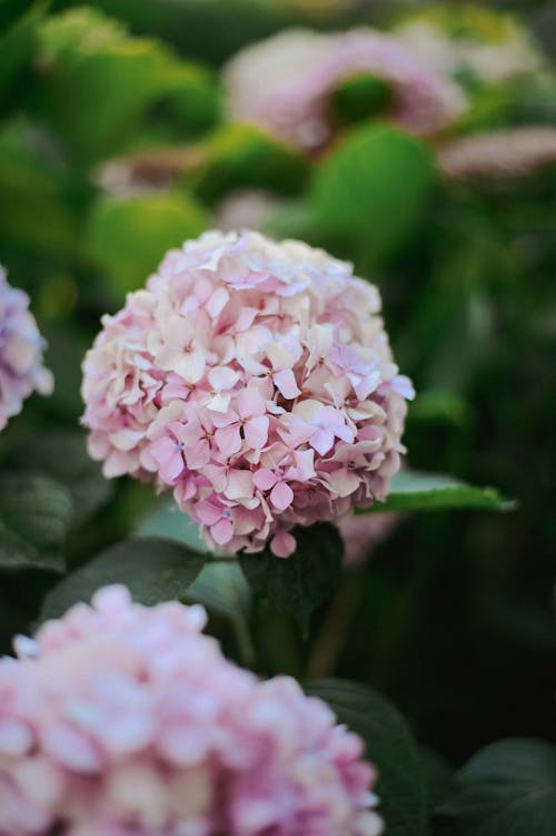 Immagine gratuita di arbusto, bellissimo, bouquet