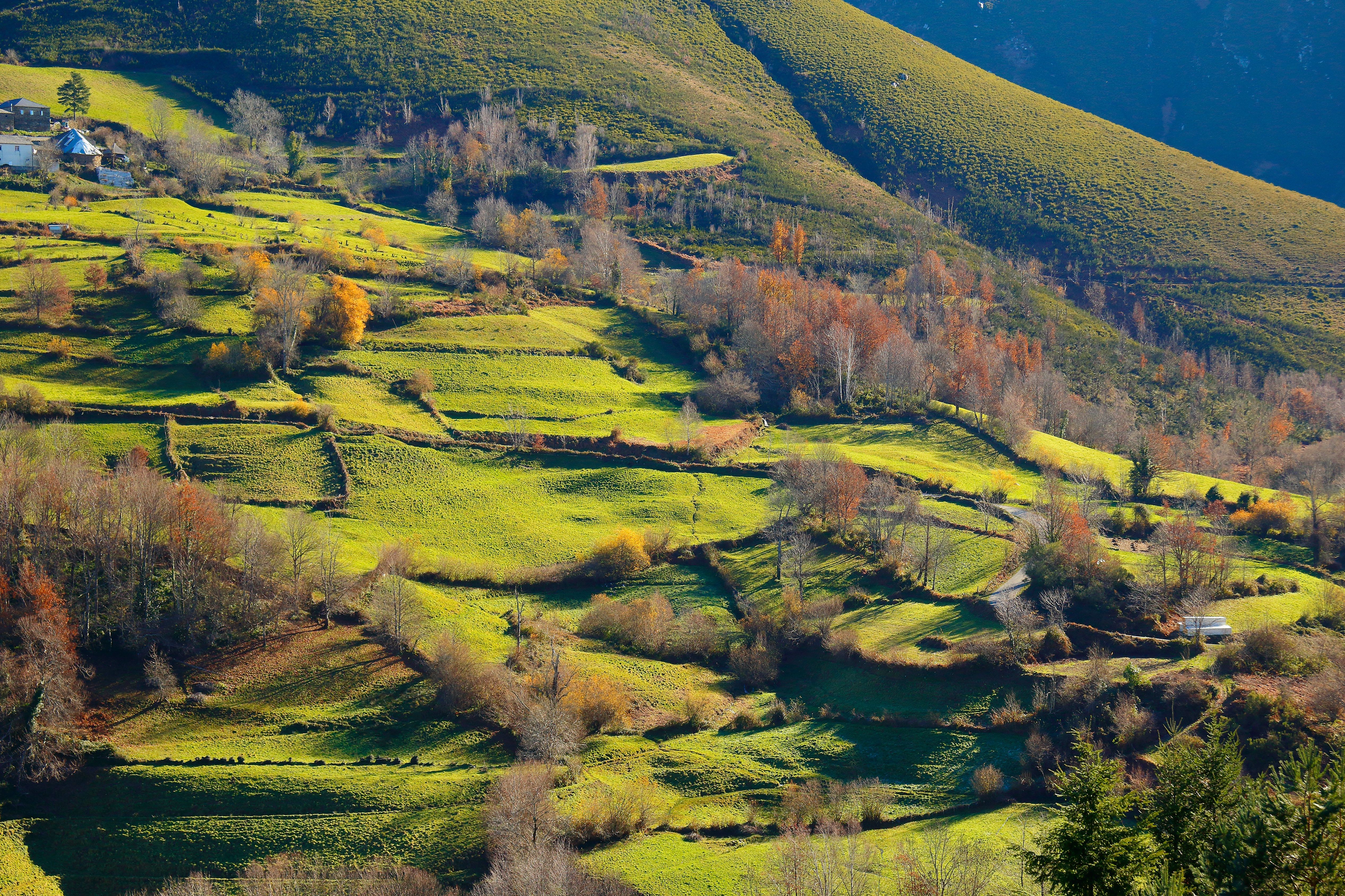 Trees in Green Countryside in Autumn
