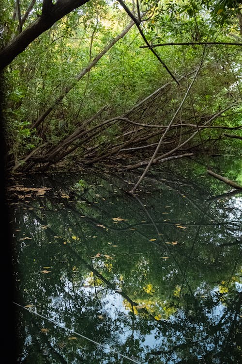 Immagine gratuita di acqua, albero, ambiente