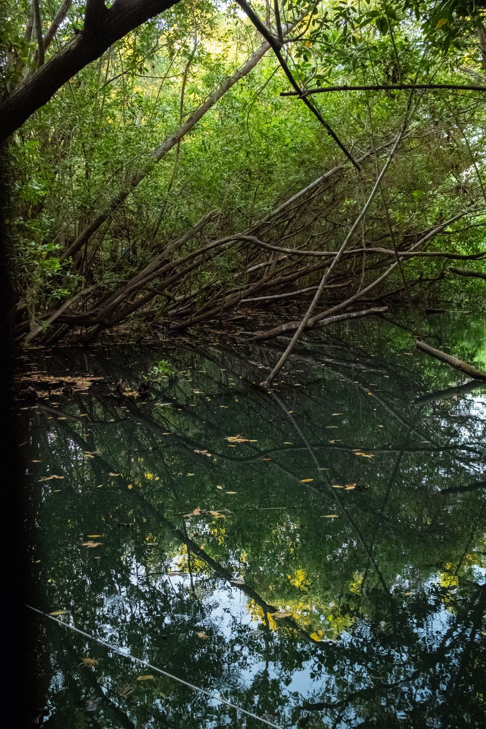Branch Over Trees Branches over River in Deep Forest · Free Stock Photo