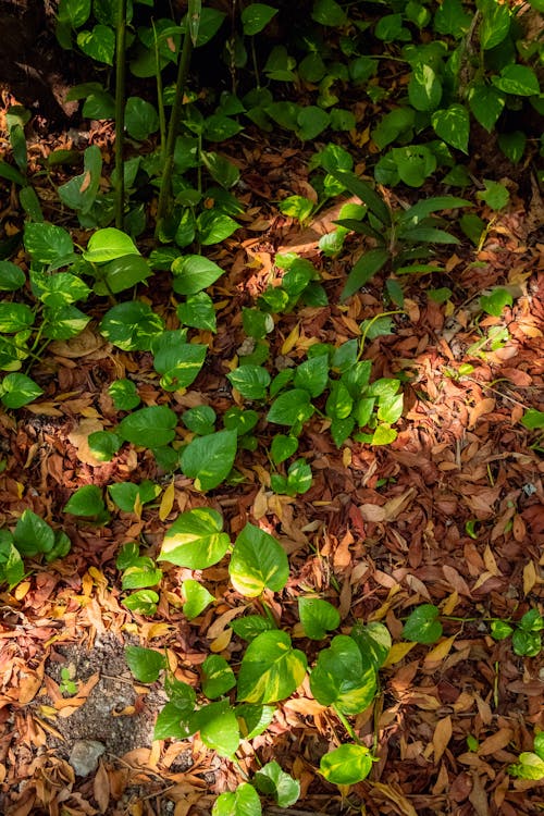 Immagine gratuita di albero, ambiente, autunno