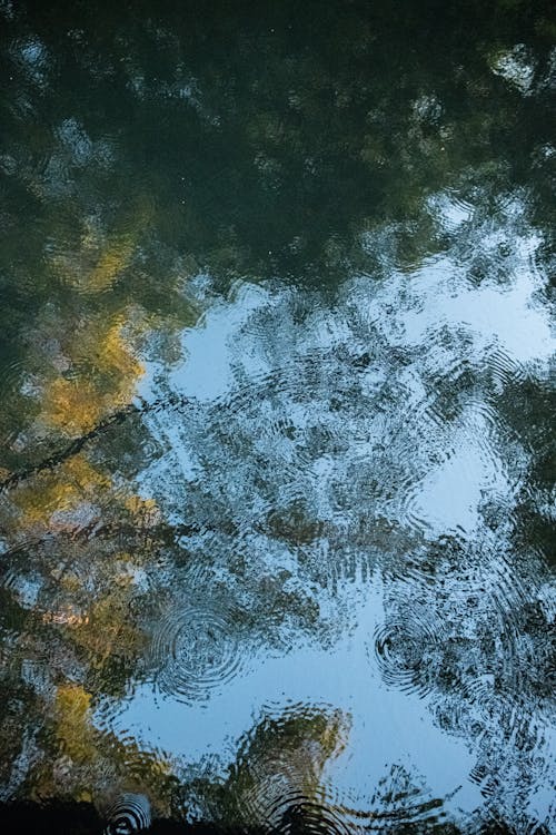 Immagine gratuita di acqua, albero, astratto