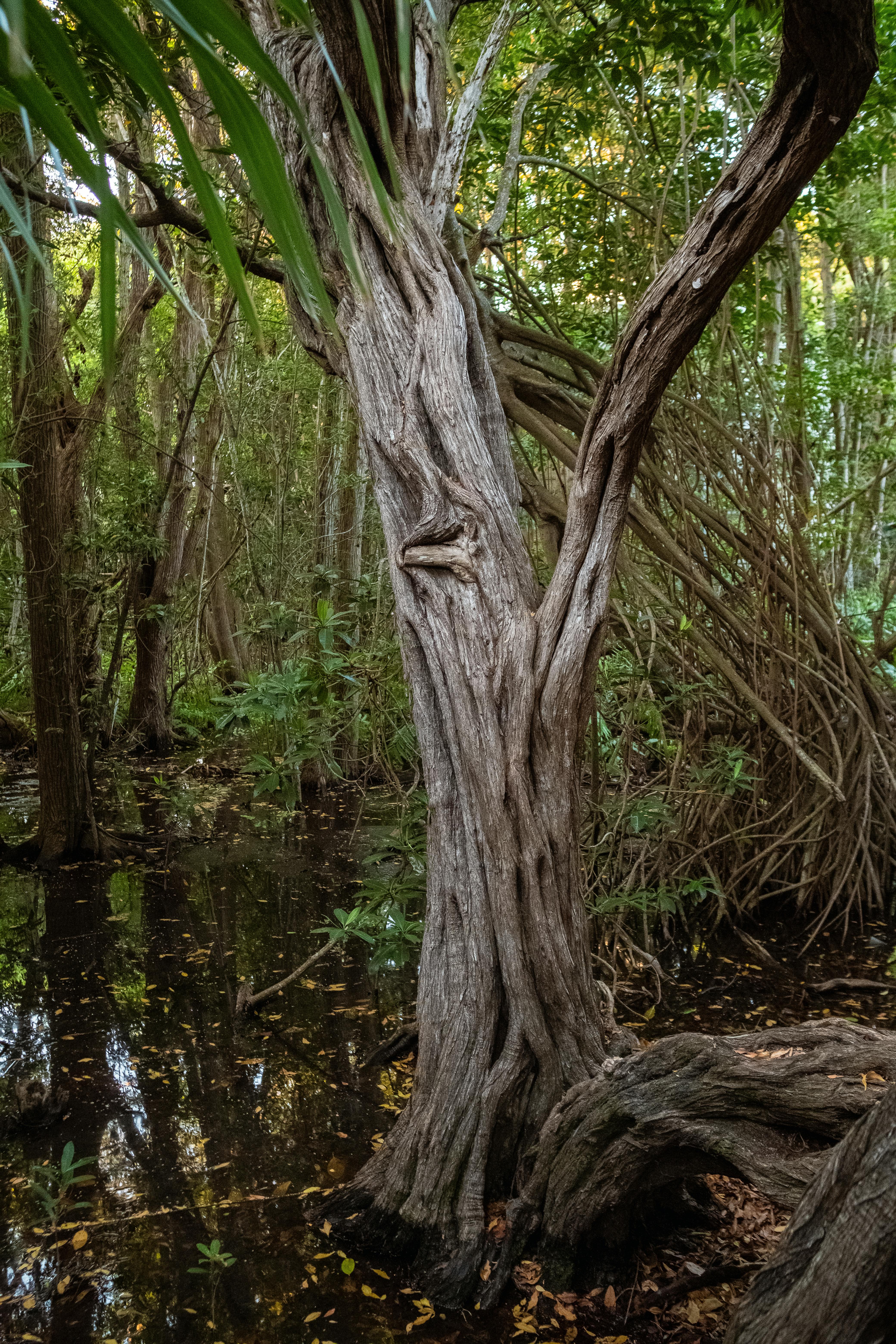 deep forest on swamp