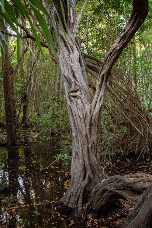 Immagine gratuita di abbaiare, acqua, albero