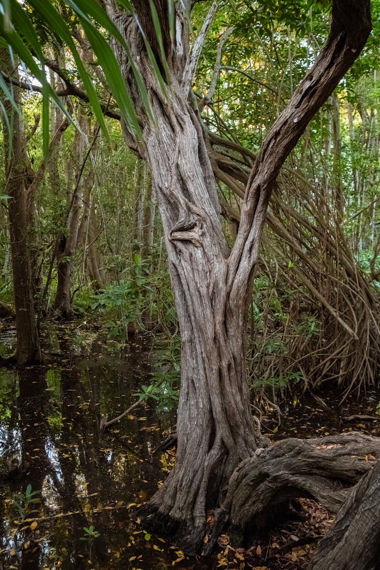 Deep Forest On Swamp