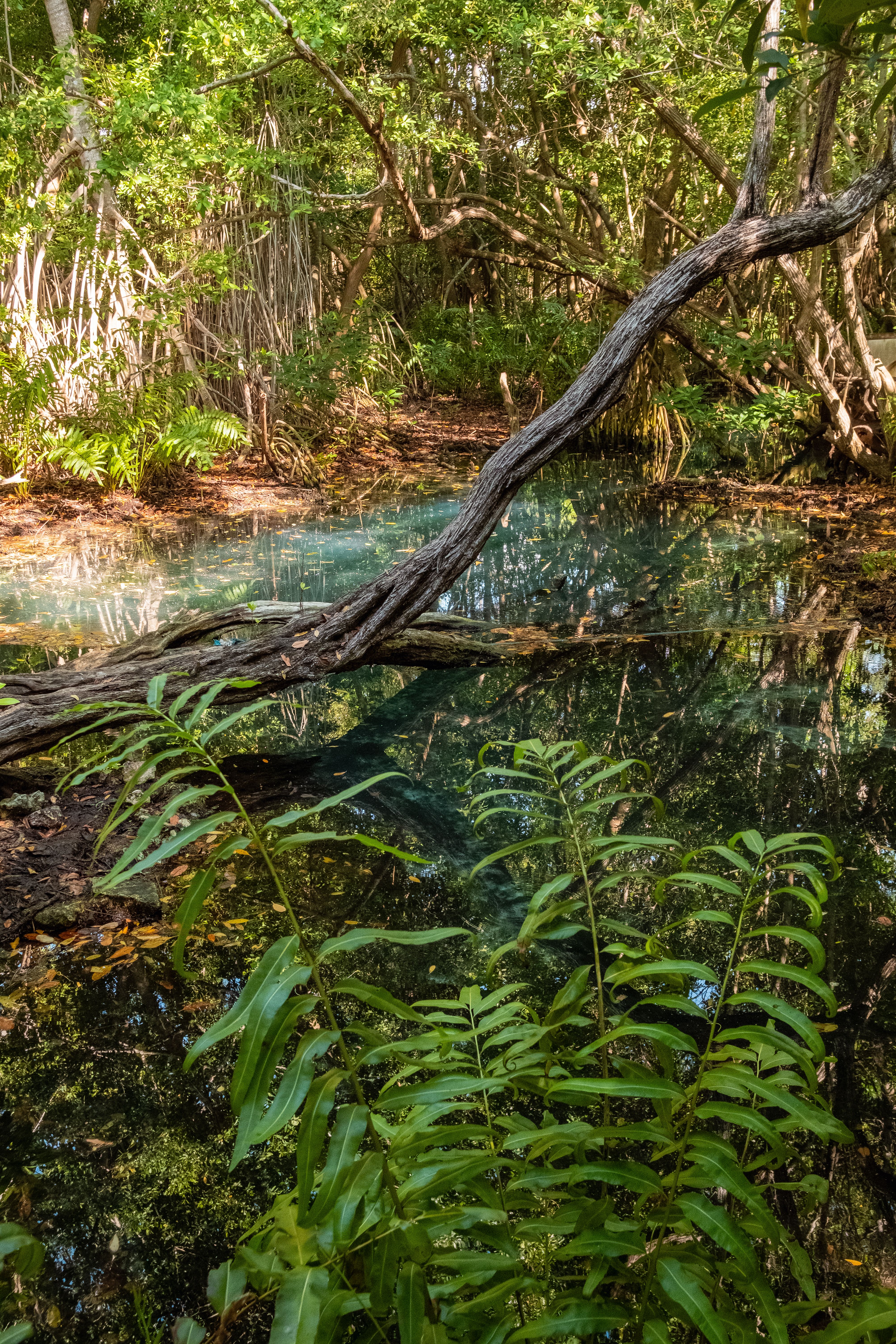 Muyil y Cenote