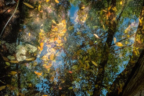 Immagine gratuita di acqua, albero, ambiente