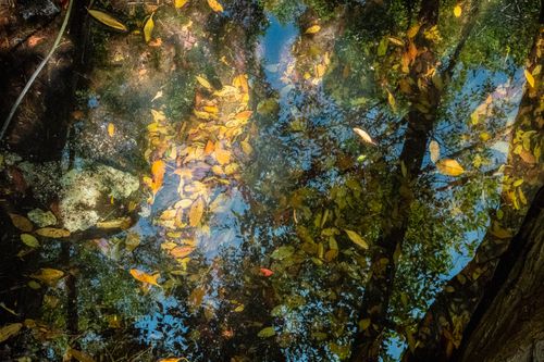 Free Vivid reflection of autumn leaves on water with blue sky in Playa del Carmen. Stock Photo