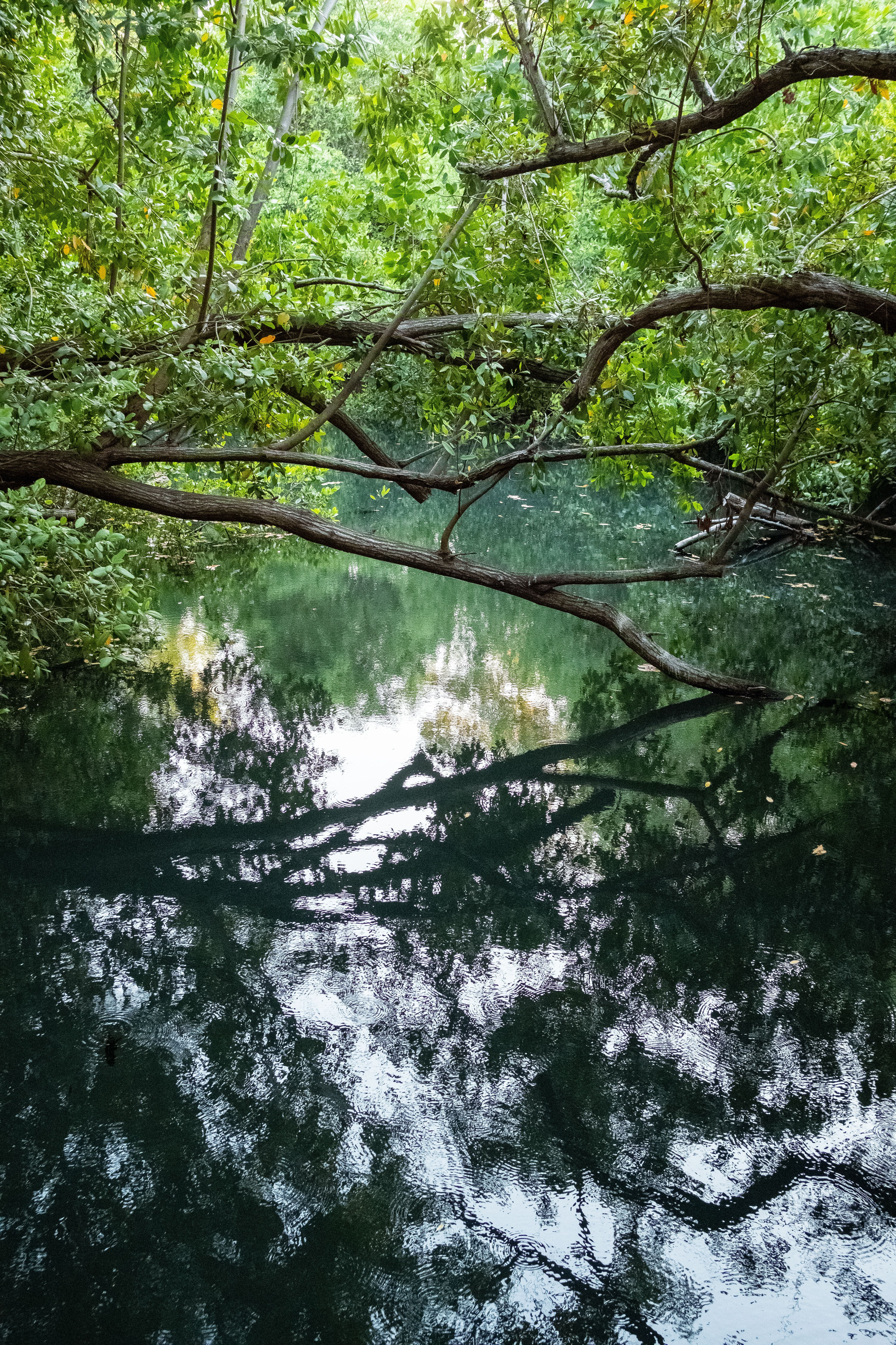 Trees Branches over River · Free Stock Photo