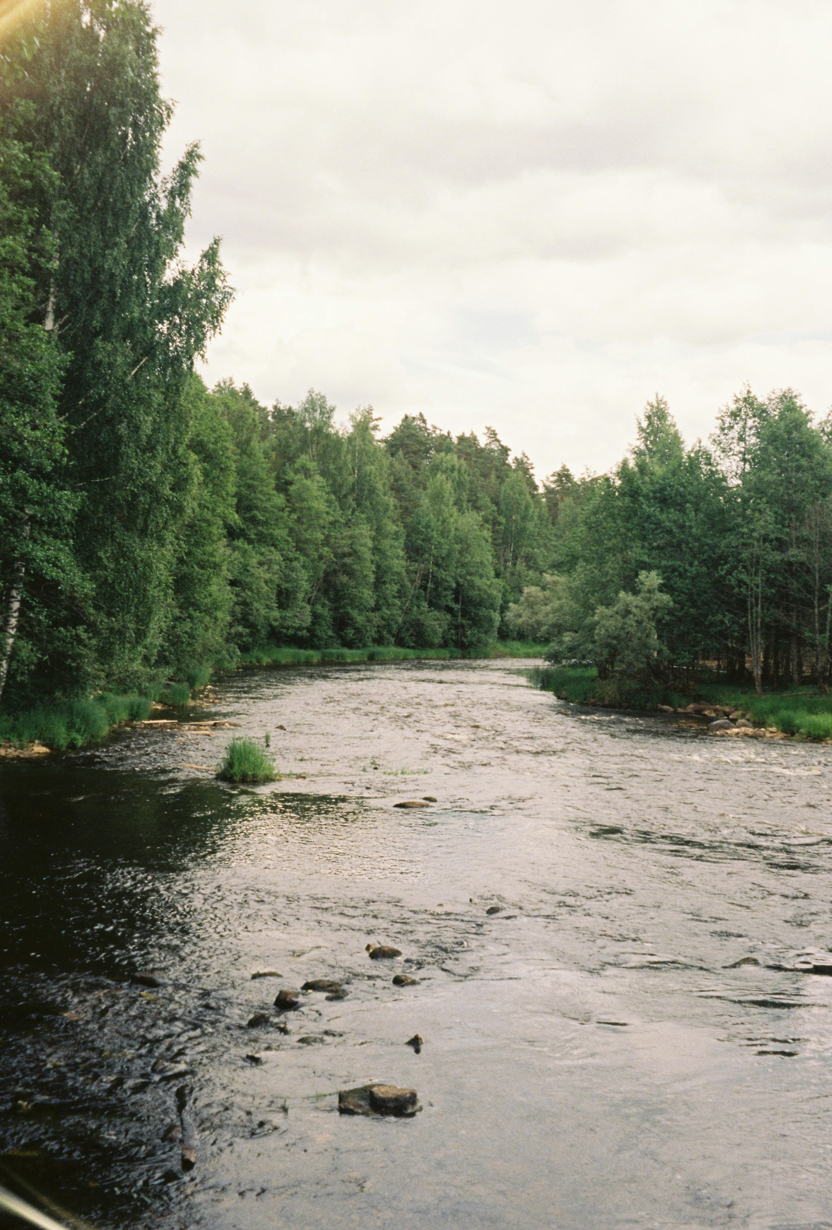 river in green forest