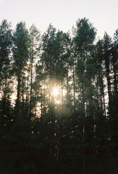 Sunlight filtering through tall forest trees, capturing a peaceful, natural landscape.