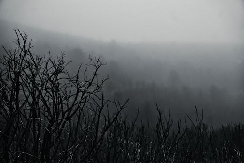 Foto d'estoc gratuïta de alba, arbre, blanc i negre