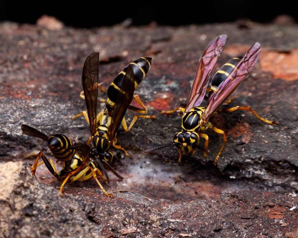 Paper wasps on tree bark, illustrating how pests find their way onto a property