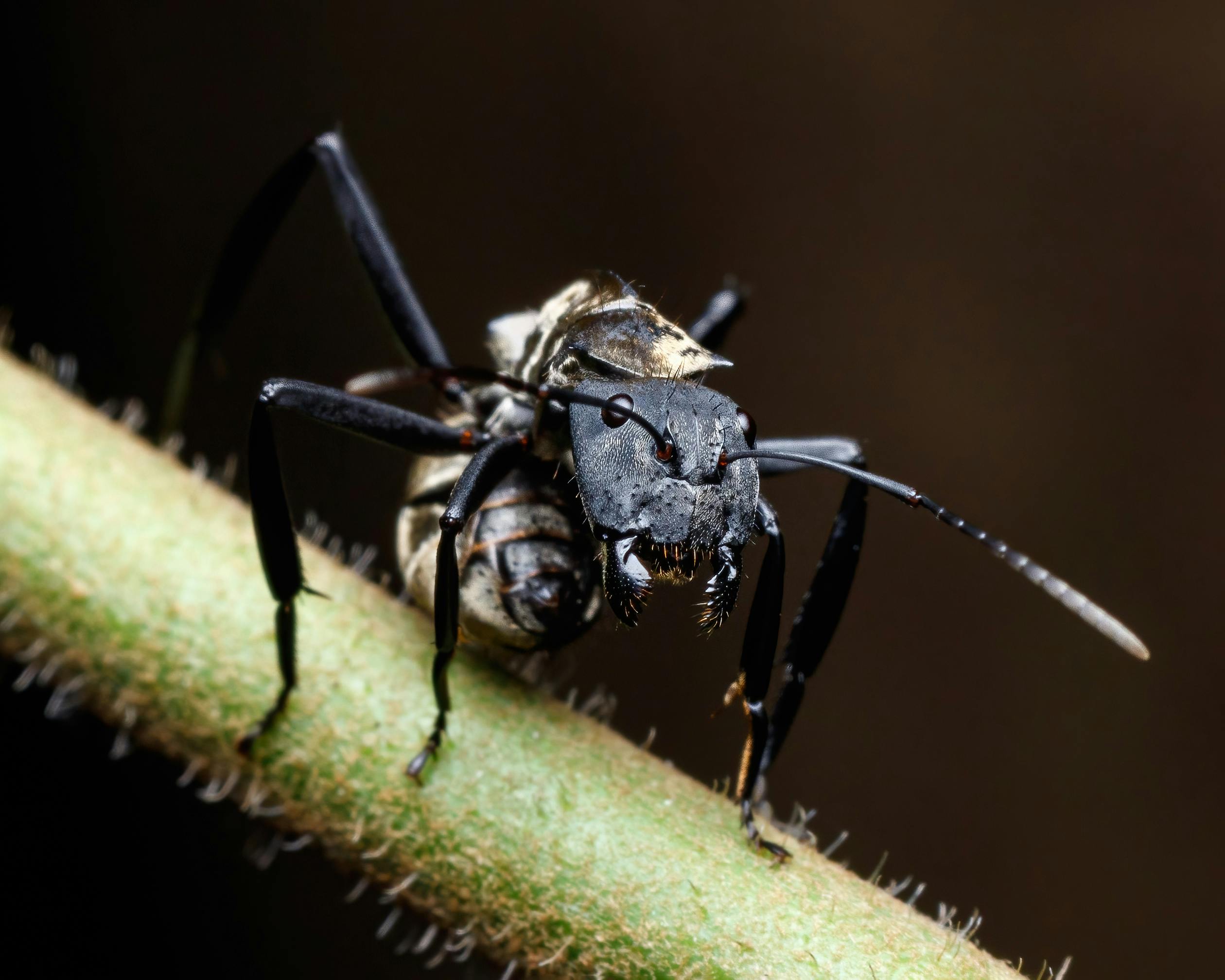 Close‑up view of a small ant on a surface