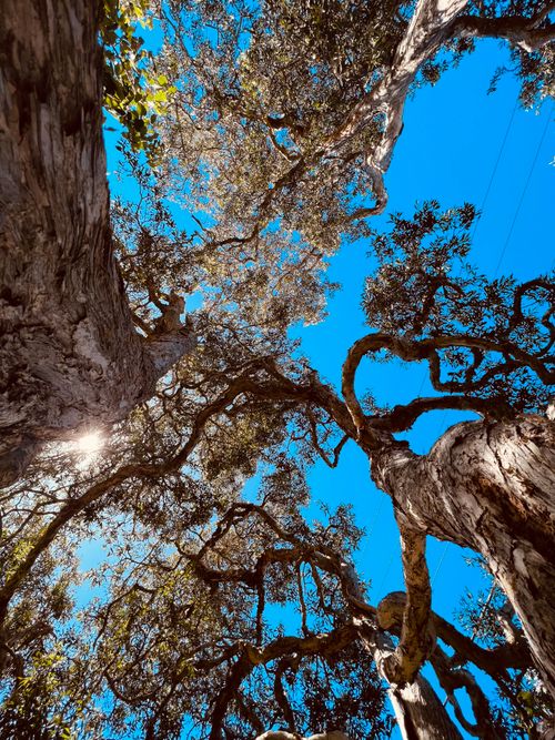 Free Tall gum trees captured from below, showcasing intricate branches against a vibrant blue sky in Maroochydore, Australia. Stock Photo