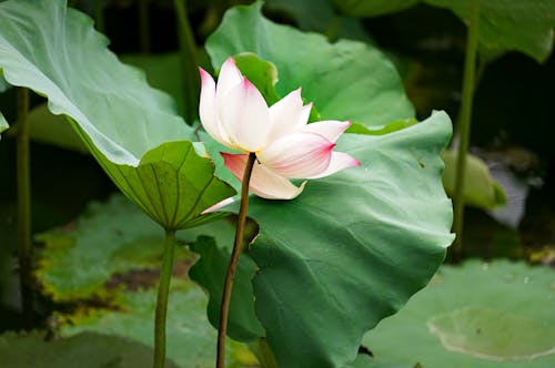 冥想, 夏天, 植物群 的 免費圖庫相片