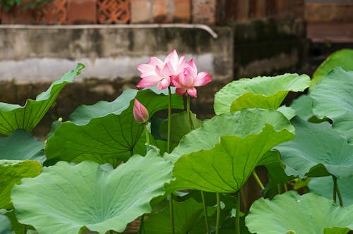 公園, 冥想, 和平 的 免費圖庫相片