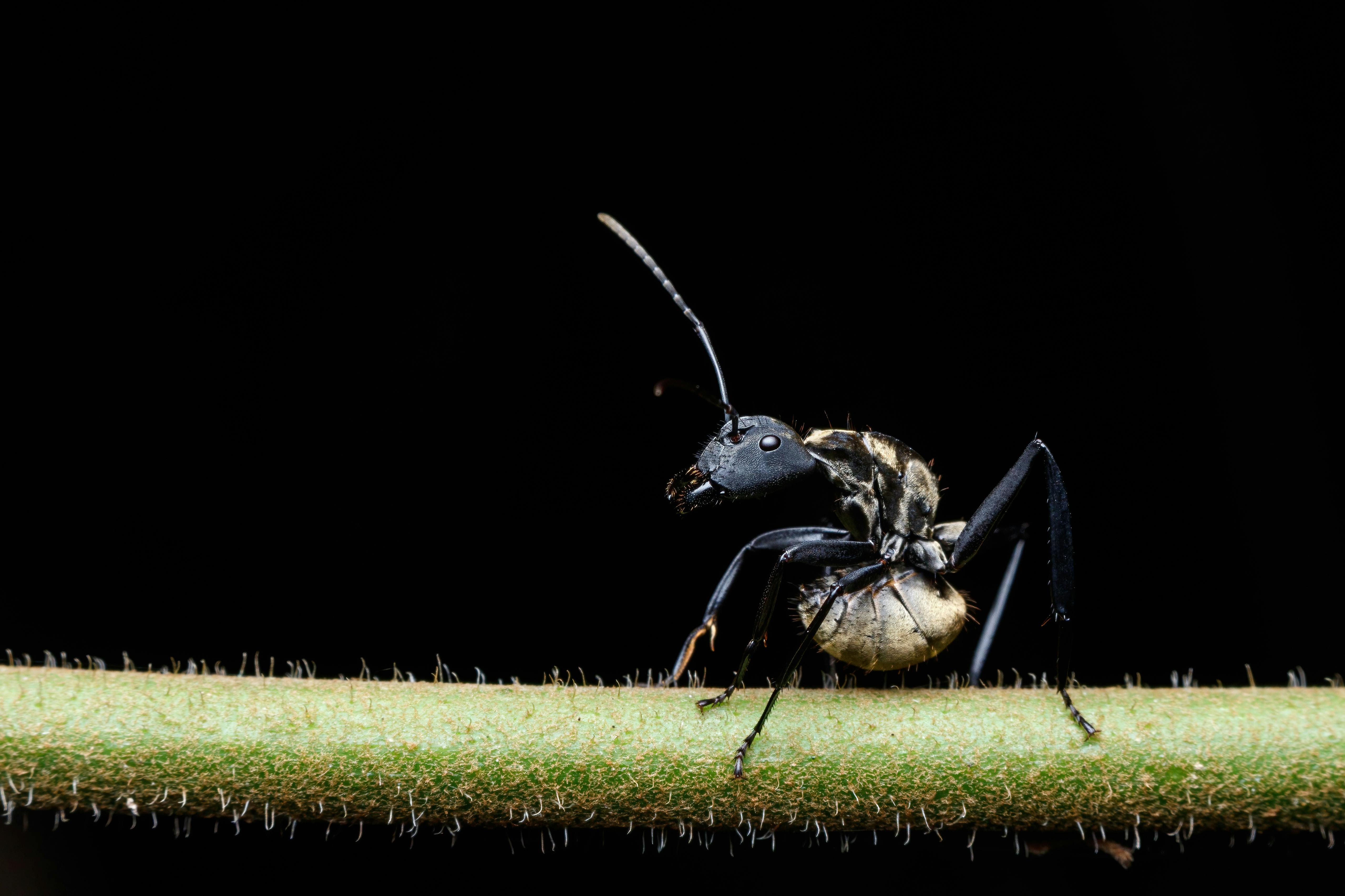 Close‑up of a carpenter ant on a wooden surface