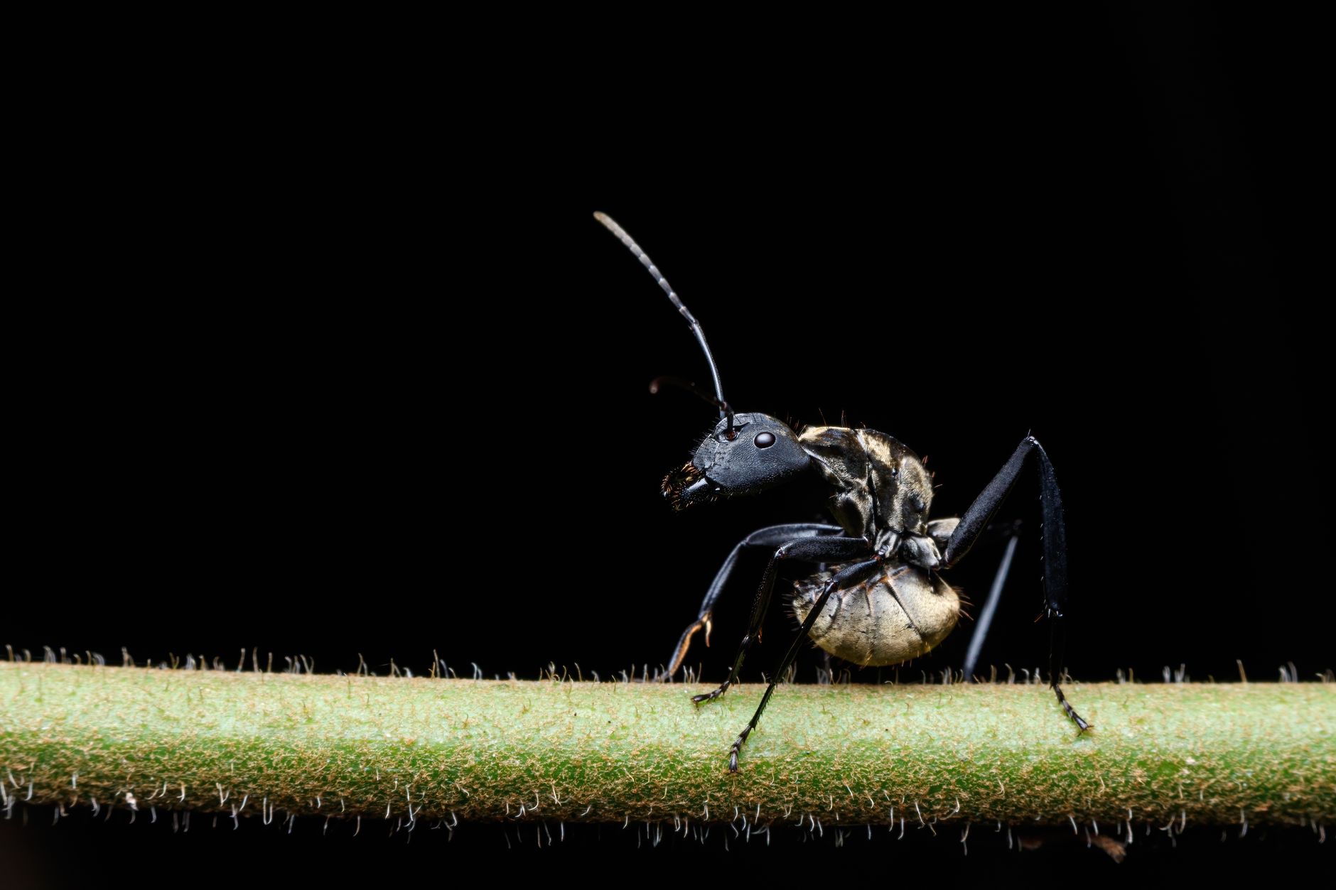 Carpenter Ant Bites: What You Need to Know