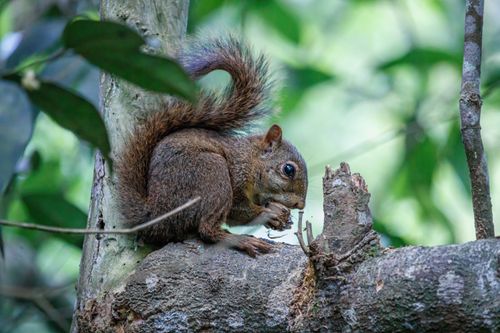 Free A squirrel perches on a tree branch, enjoying a snack in a lush green forest setting. Stock Photo