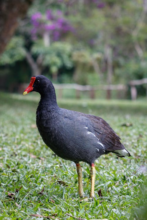 Foto profissional grátis de amante da natureza, animais selvagens, animal