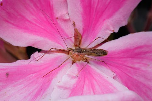 Foto profissional grátis de amante da natureza, beautiful nature, erro