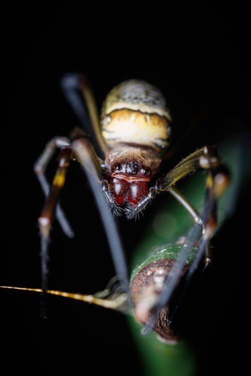 Free A spider with a yellow and black head Stock Photo