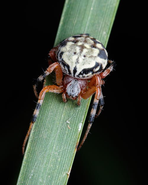 Foto profissional grátis de amante da natureza, animais selvagens, animal