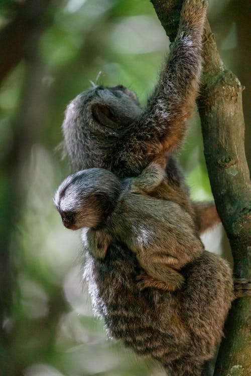 Foto profissional grátis de amante da natureza, animais selvagens, animal