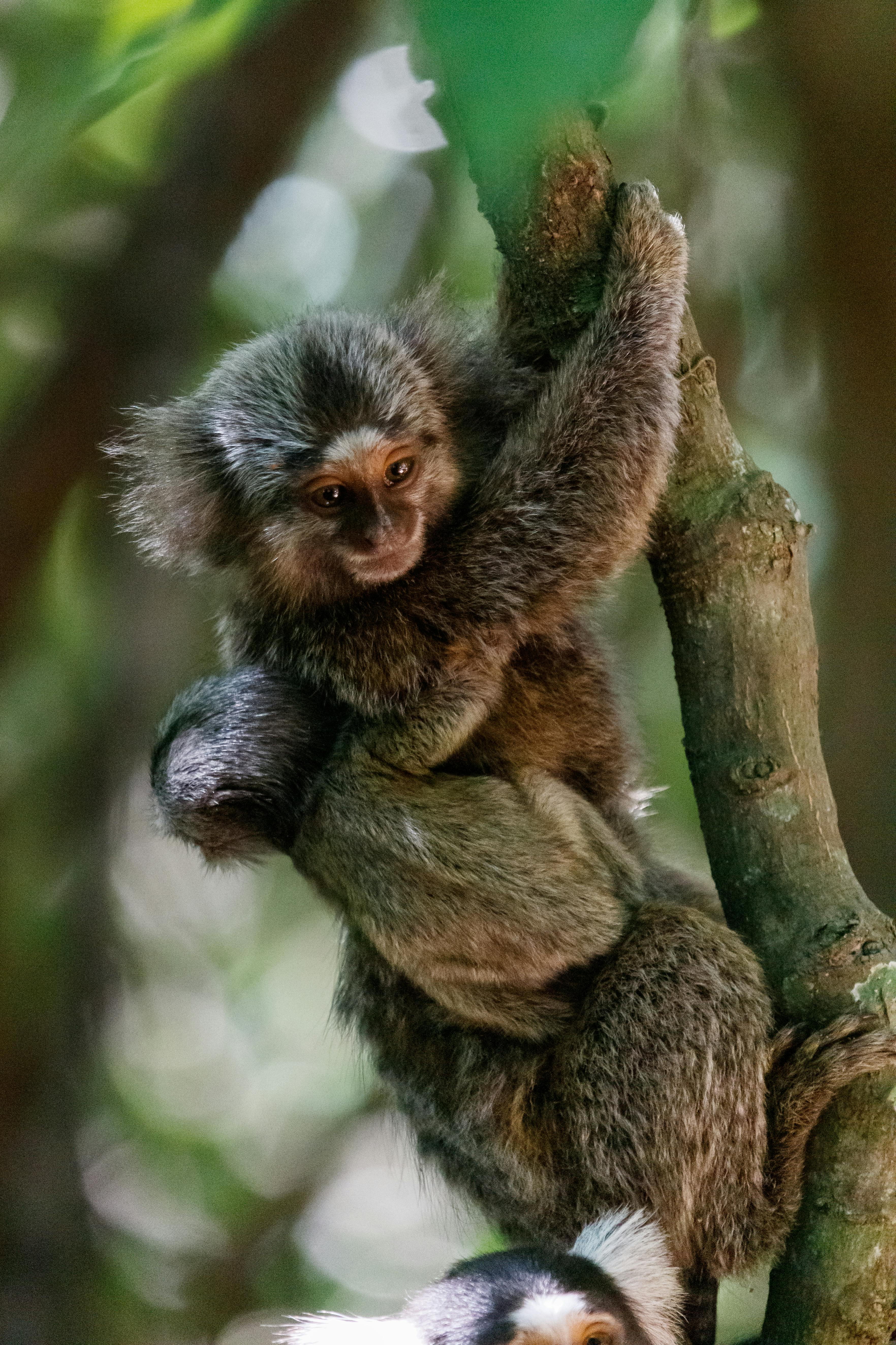 Close-up of a marmoset clinging to a tree in a lush, tropical forest environment.