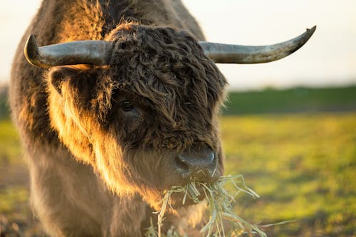 Imagine de stoc gratuită din agricultură, animal, animale domestice