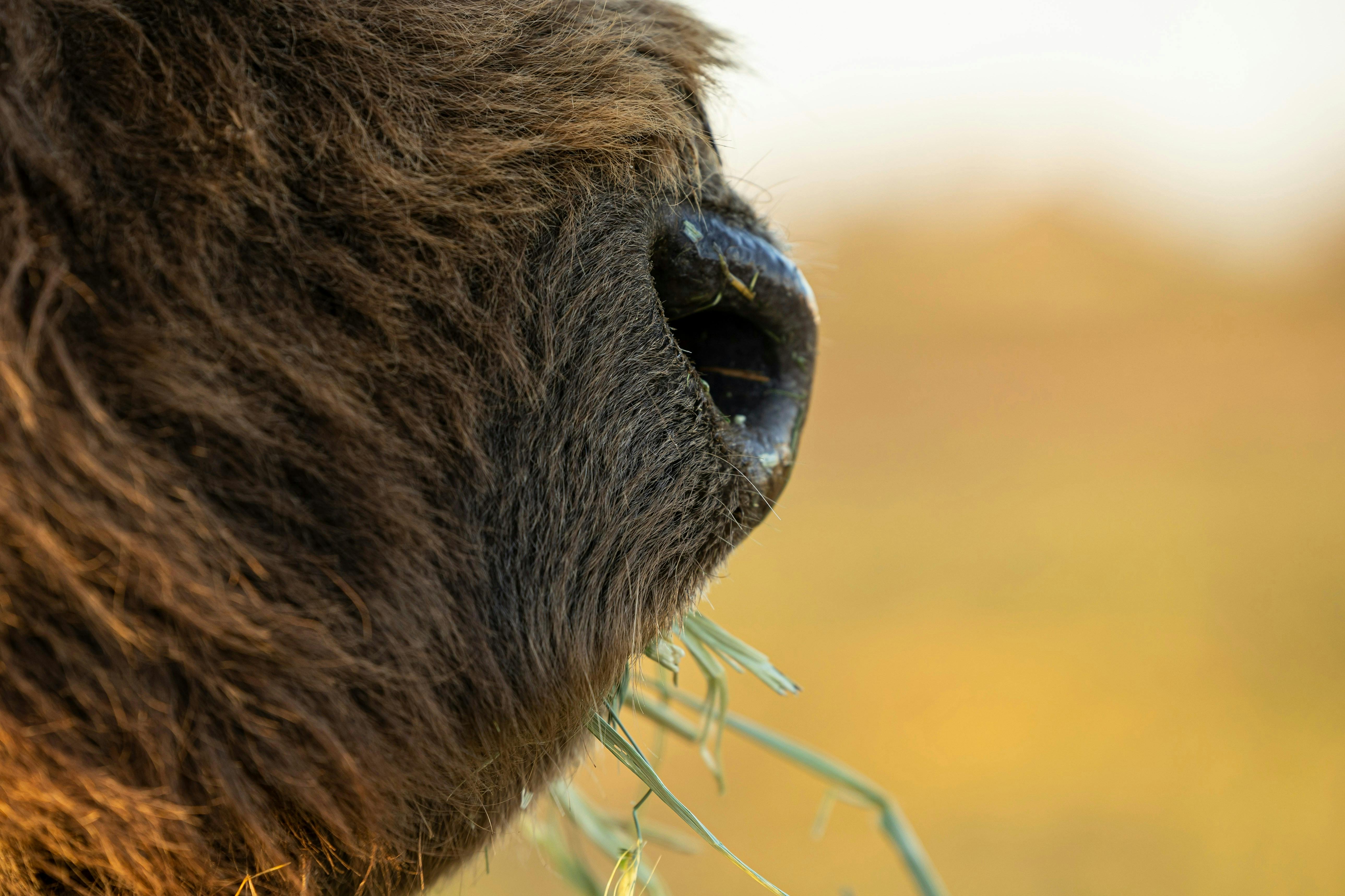 Veronika Sapi Pertama yang Tercatat Menggunakan Alat di Dunia