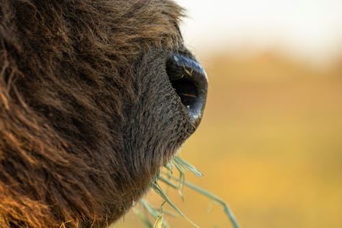 Imagine de stoc gratuită din adorabil, animal, blană