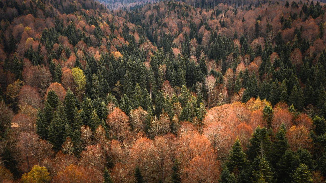 Aerial View of a Forest in Autumn · Free Stock Photo