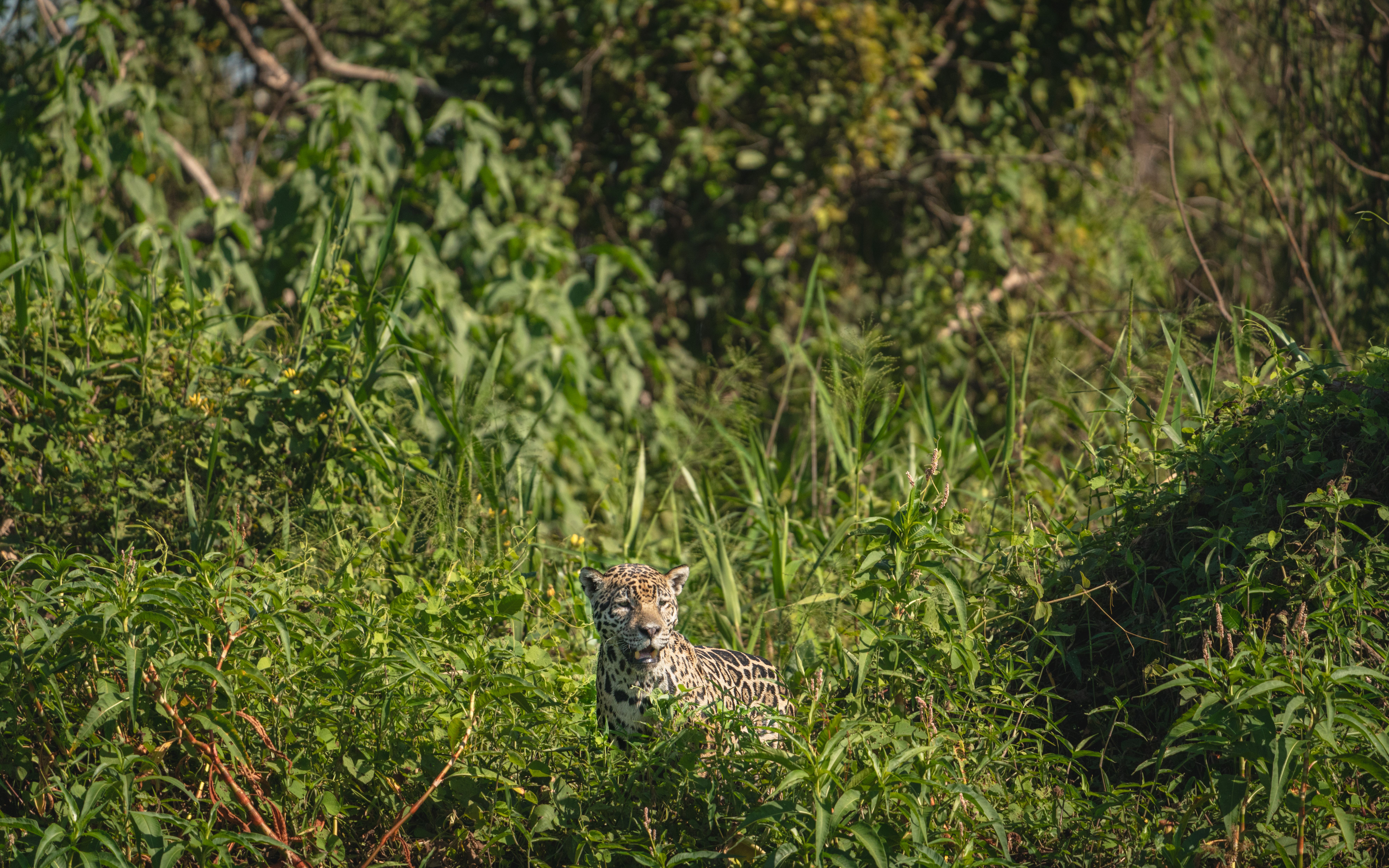 Jaguar
