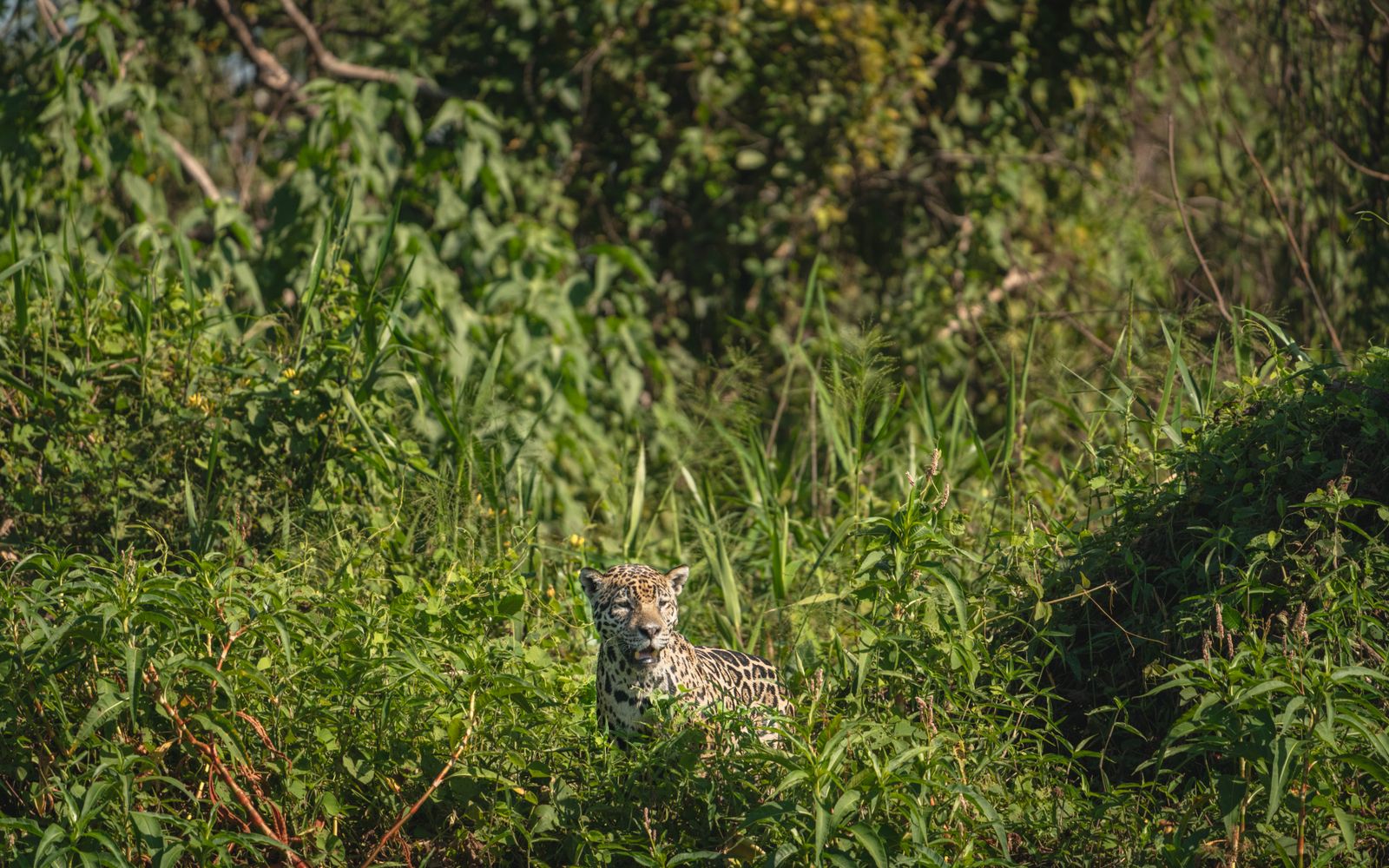 Jaguares, delfines rosados, cóndores andinos, jucumaris y parabas barba azul. Conoce los animales de Bolivia especie por especie y descubre dónde y cuándo ver a cada uno.