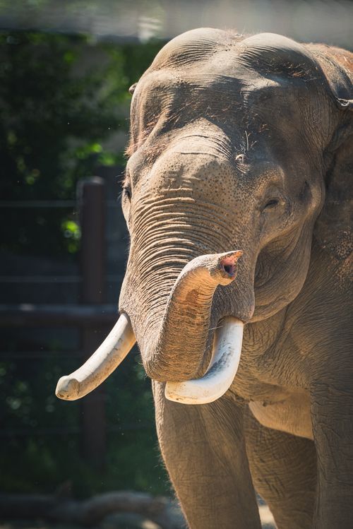 Free A powerful Asian elephant basking in sunlight within a zoo enclosure, showcasing its prominent tusks. Stock Photo