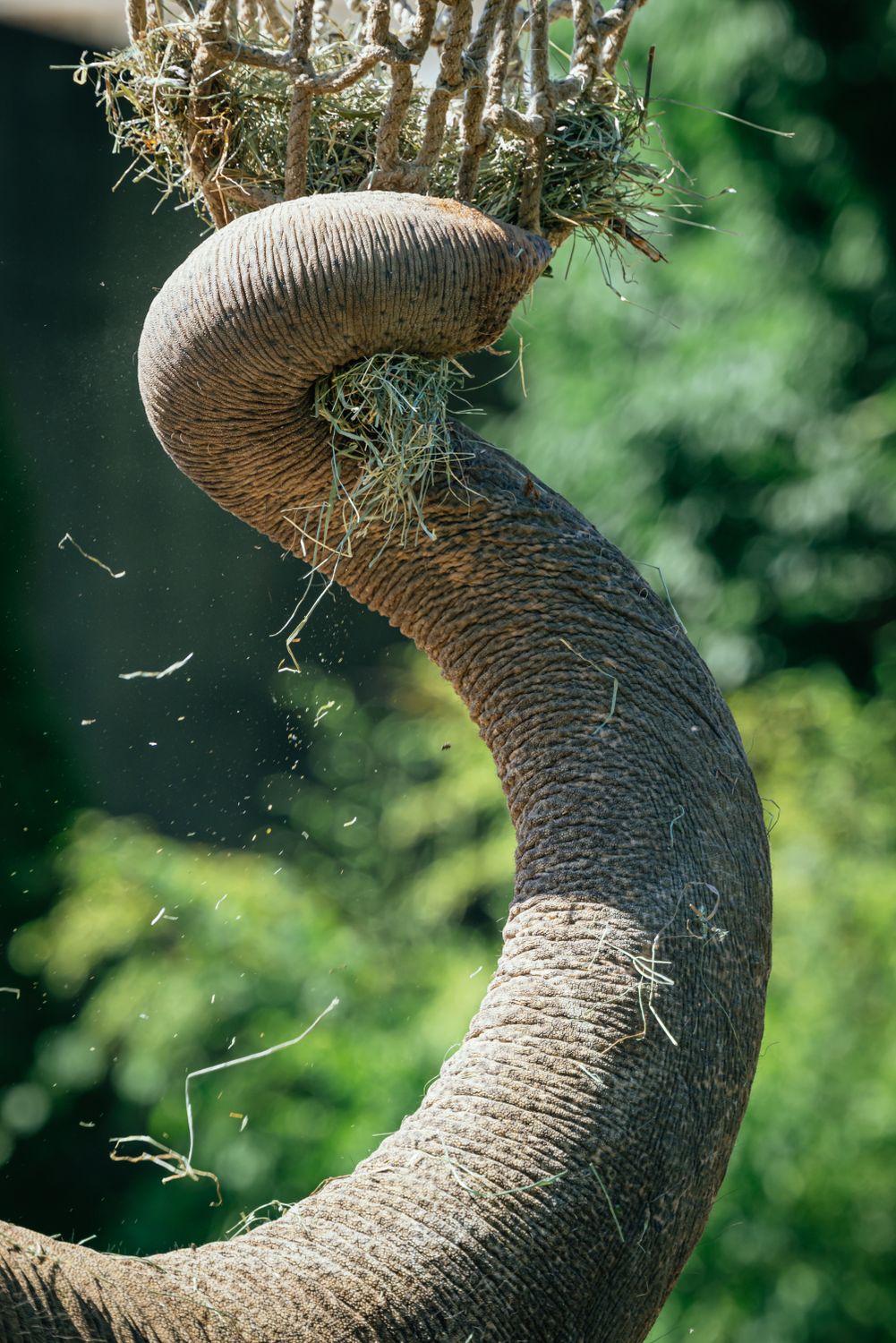 Elephant Trunks Close-up of an Elephants Trunk Grabbing Food · Free Stock Photo