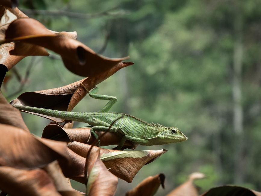 A green lizard blends seamlessly with its leafy surroundings, showcasing amazing natural camouflage.