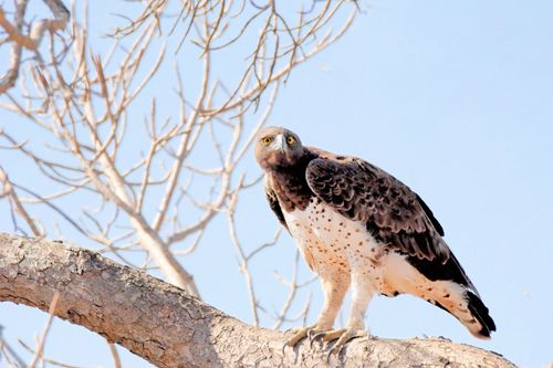 Free A martial eagle perched elegantly on a tree branch against a clear blue sky. Stock Photo